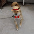 99px.ru аватар Собака породы акиту - ину танцует в шляпе и бабочке