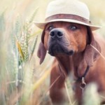 99px.ru аватар Пес в шляпе, ву Hannah Meinhardt