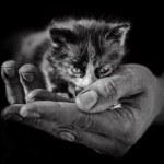 99px.ru аватар Котенок на руках человека
