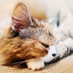 99px.ru аватар Рыжий котенок, ву Jany Likh