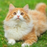 Аватар Рыжий котенок лежит на траве