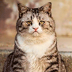 99px.ru аватар Грустный толстый кот