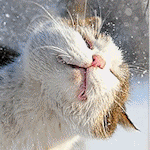 99px.ru аватар Кошка с довольной мордашкой на фоне окна, за которым идет снег