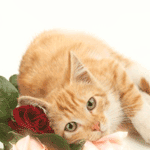 99px.ru аватар Рыжий кот лежит на розах