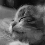99px.ru аватар Спящий милый котик