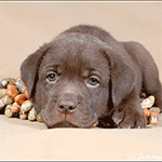 99px.ru аватар Серая собака с грустными глазами