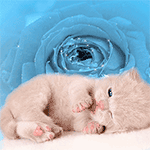 Аватар Маленький котенок лежит у голубой розы
