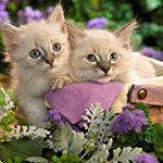 99px.ru аватар Два серых котенка в коробке