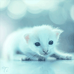 Аватар Маленький белый котенок