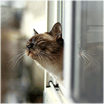 99px.ru аватар Кот высунулся из окна и нюхает что-то