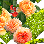 Аватар Розовые розы с листьями
