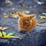 99px.ru аватар Рыжий котенок сидит на дороге, фотограф Андрей Селиванов
