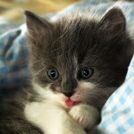 99px.ru аватар Маленький серый котенок
