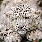 99px.ru аватар Белый грустный тигренок