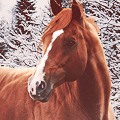 99px.ru аватар Лошадь на фоне заснеженных деревьев
