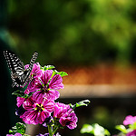 99px.ru аватар Бабочка сидит на цветке