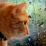 99px.ru аватар Рыжий кот с ошейником на шее, смотрит на капли воды стекающие по стеклу