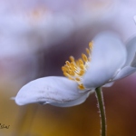 99px.ru аватар Белый цветок, ву Mandy Disher