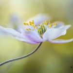 99px.ru аватар Белый цветок, ву Mandy Disher