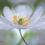 99px.ru аватар Белый цветок, ву Mandy Disher