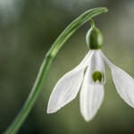 Аватар Белый подснежник, ву Mandy Disher