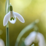 Аватар Первые подснежники, ву Mandy Disher