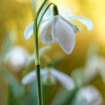 Аватар Первые подснежники, ву Mandy Disher