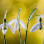 Аватар Первые подснежники, ву Mandy Disher