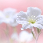 99px.ru аватар Белые цветы, ву Mandy Disher