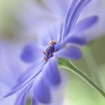 Аватар Голубой цветок, ву Mandy Disher