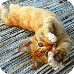 Аватар Маленький рыжий котенок
