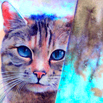 99px.ru аватар Кот с синими глазами горящий голубым пламенем