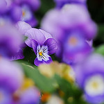 Аватар Цветы анютины глазки, ву naruo0720