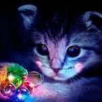 99px.ru аватар Котенок с любопытством смотрит на мешочек с разноцветными шариками