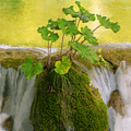 99px.ru аватар Над водопадом на выступе скалы, растет куст с зелеными листами