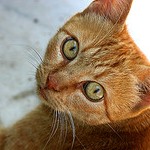 Аватар Рыжий кот смотрит на нас