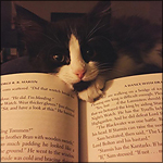 99px.ru аватар Котенок лежит на книге