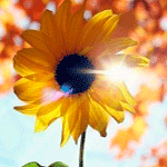 99px.ru аватар Подсолнух, освещенный солнечными лучами