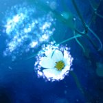 99px.ru аватар Белый цветок, исходник ву Ashraful Arefin