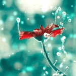 99px.ru аватар Красная гербера с каплями воды, исходник ву Ashraful Arefin