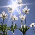 Аватар Белые цветы тянущиеся к солнышку