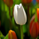 99px.ru аватар В центре, среди тюльпанов - белый тюльпан