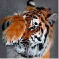 99px.ru аватар Обиженный тигр вытирает лапой слезы