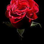 99px.ru аватар Красная роза на черном фоне
