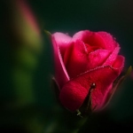 99px.ru аватар Розовая роза на темном фоне