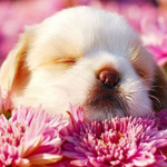 99px.ru аватар Маленький щенок сидит в розовых хризантемах