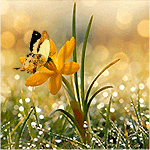 99px.ru аватар Бабочка сидит на желтом цветке