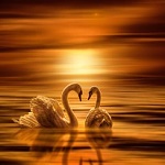 Аватар Два лебедя на воде, ву Manuel Roger