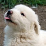 Аватар Белый щенок высунул язык