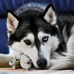 99px.ru аватар Хаски с разноцветными глазами
